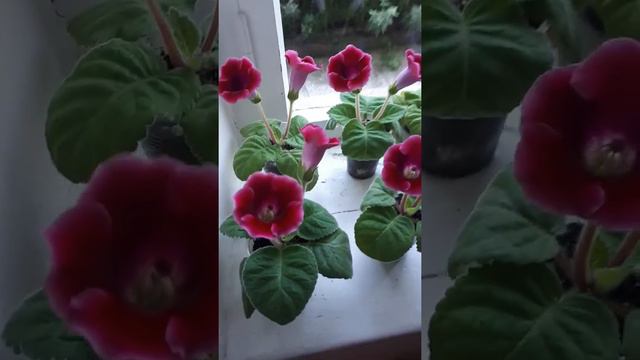 красная глоксиния промышленного сорта👍🙂 смотреть онлайн