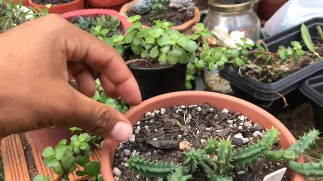 Flor da minha SUCULENTA HUERNIA Hystrix! Confira no vídeo... смотреть онлайн