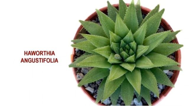 DIFFERENT RARE VARIETIES OF HAWORTHIA | PLANT IDENTIFICATION смотреть онлайн