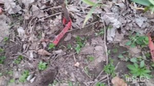 Весна 2021 года...спасаю чеснок от заморозков!