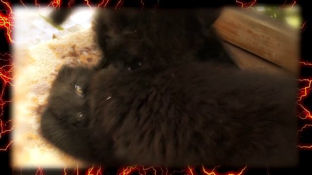 Cat VS Cat fight смотреть онлайн