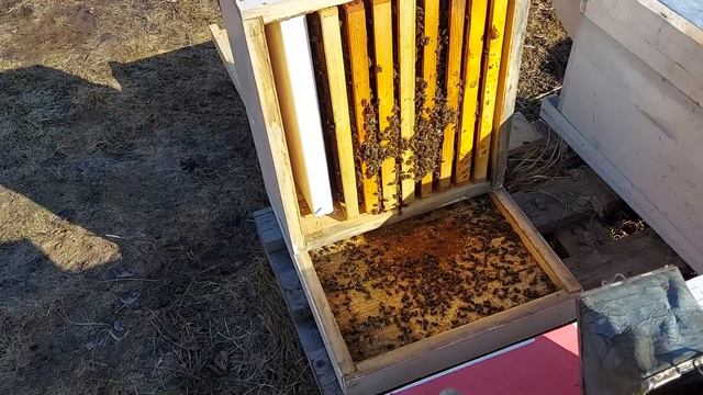 Пчёлы весной радуют глаз/мои первые весенние работы с пчелами в 2022 г/сибирский пчелоблог смотреть онлайн