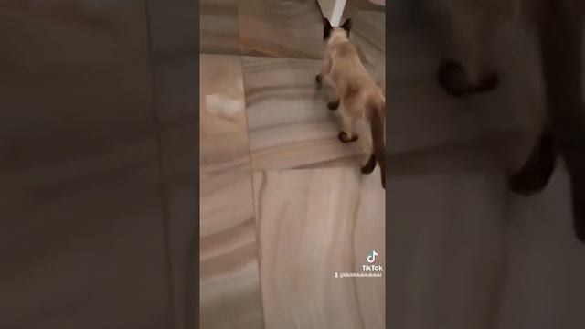 Тайская кошка🤍 #short #cat #reels #котэйка #котенок #мяу