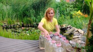 Выращиваем Хлореллу дома своими руками для очистки пруда и полива растений