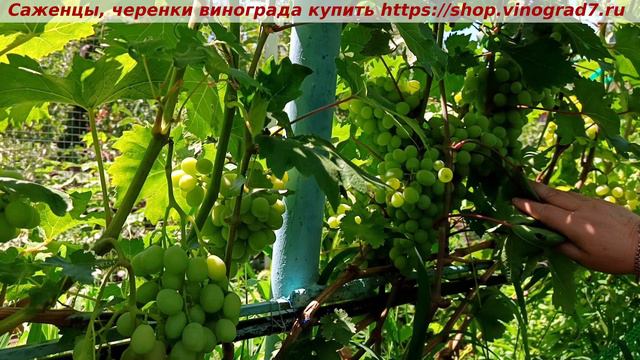 КИШМИШ ИБИЦА 9 июля 2024 года - парад окрашивания ультраранних сортов и форм винограда в сравнении смотреть онлайн