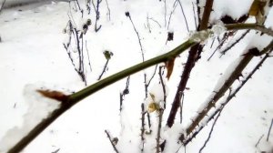Розы под снегом 27.01.2021 Замерзающая морось, подмерзшие почки на неукрывных розах.