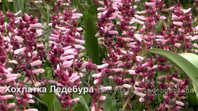 Хохлатка Ледебура смотреть онлайн