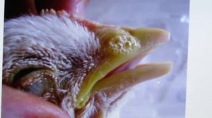 Что делать если бройлер  Чихает, Кашляет,Поносит,и.т.д...