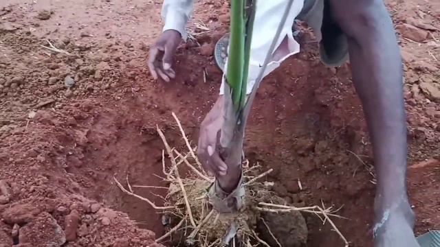 How to transplant Royal Palm | How to shift bottle Palm | Roystonea Regia Plant смотреть онлайн