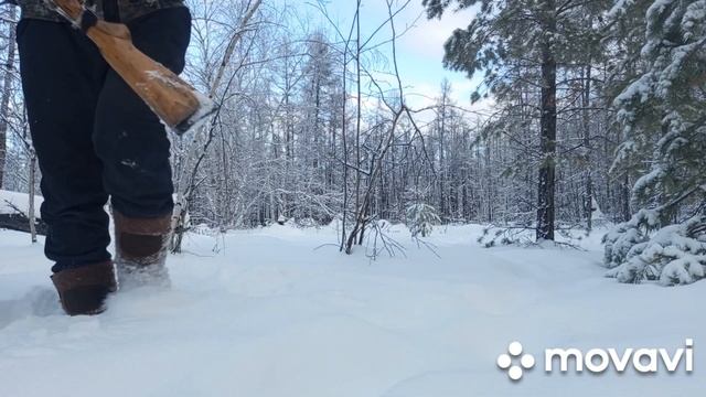 Побродим по тайге, вдруг кого нибудь увидем! смотреть онлайн