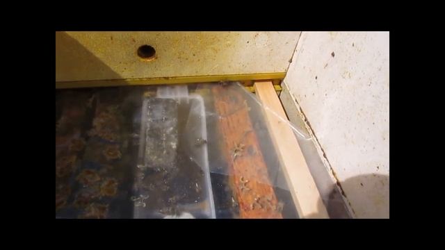 хороший способ подсадки плодной матки для замены зимовалой, к злым пчелам, и при смене породы пчел смотреть онлайн