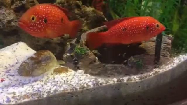 Хромисы красавцы с потомством. смотреть онлайн