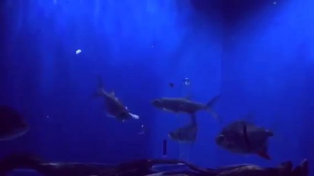 Indo pacific tarpons in my aquarium смотреть онлайн