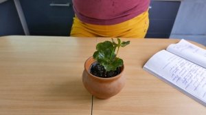 Кофейное дерево - уход в домашних условиях