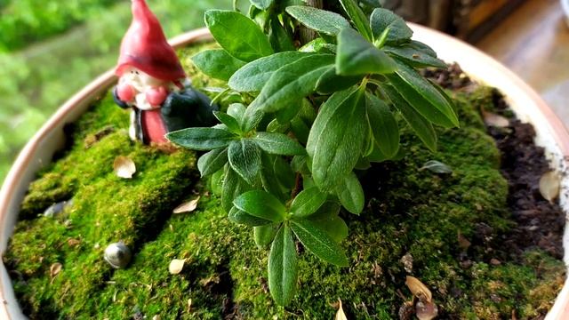 Азалия заболела (( май 2020 г смотреть онлайн