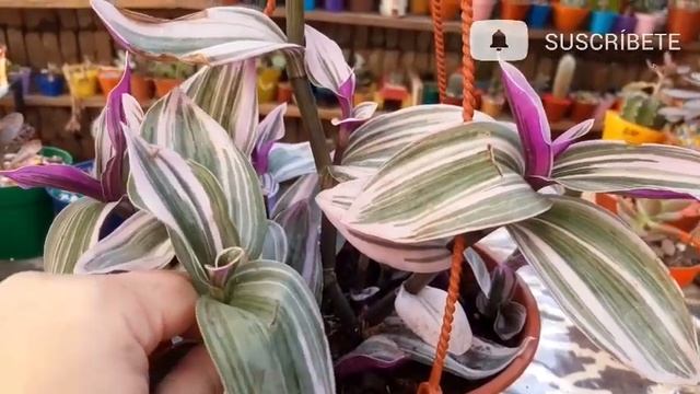 TRADESCANTIA TRICOLOR VARIEGATA, QUIEN DIJO COLORES ? смотреть онлайн