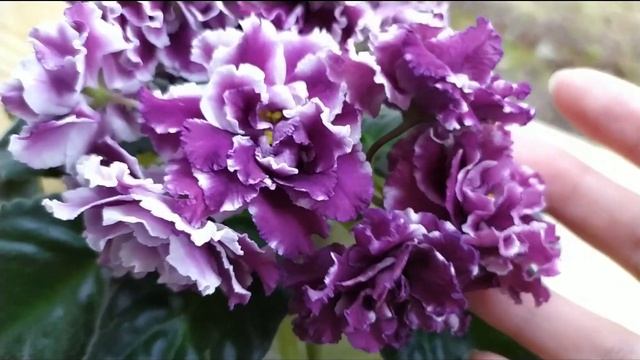 ПЫШНОЦВЕТУЩИЕ СОРТА ФИАЛОК. СЕНПОЛИЯ РС- ГЕРЦОГИНЯ. смотреть онлайн