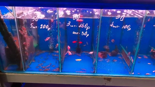 Птичий рынок Садовод. Июль 2023 смотреть онлайн