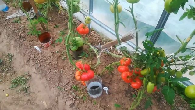 Томат Чемпион веса . смотреть онлайн