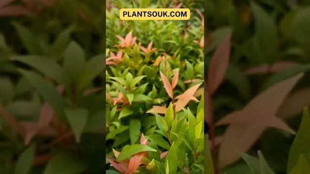 Grow Syzygium || Buy Syzygium Plant online || Home Delivery Across India || Gardeners First choice смотреть онлайн