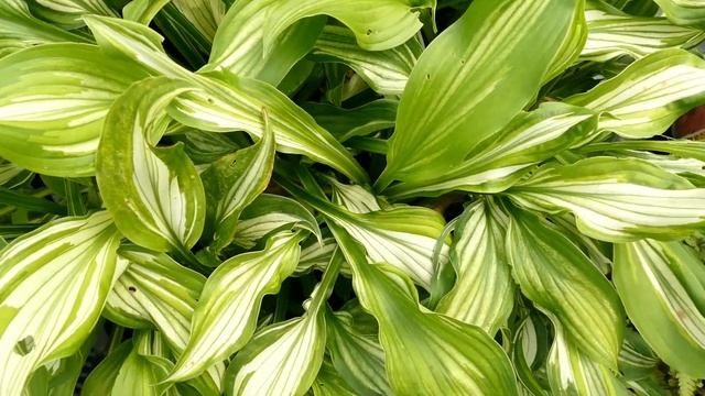 Hosta undulata 'Medio Variegata' смотреть онлайн