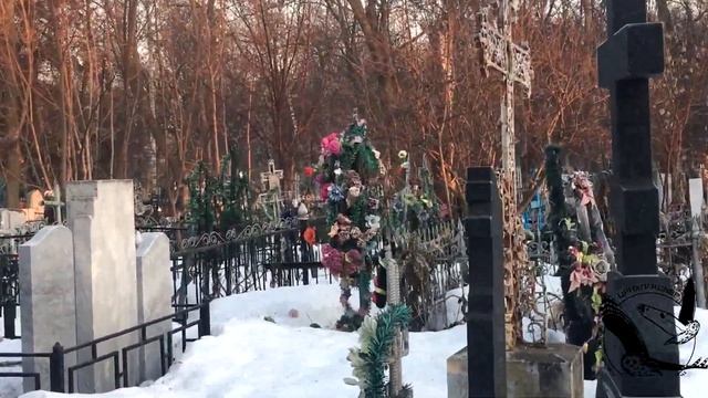 Выпуск мохноногого сыча - 06.04.2019 смотреть онлайн