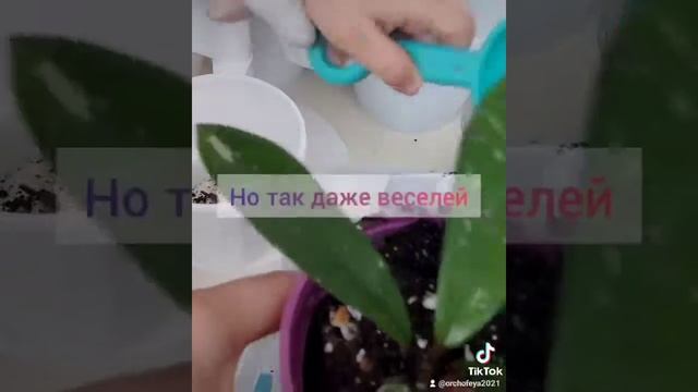 Пересадка комнатных растений хойя. Правильный грунт для ХОЙИ. смотреть онлайн