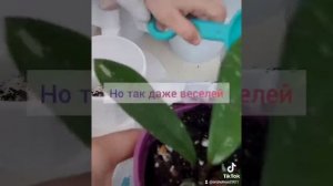 Пересадка комнатных растений хойя. Правильный грунт для ХОЙИ.