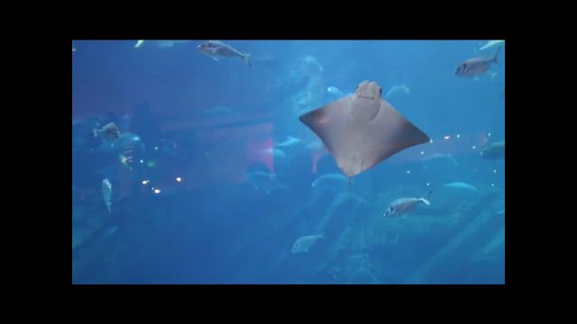 Дубай, часть первая - завлекающая)) без звука не смотреть! смотреть онлайн