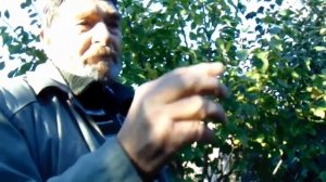Райский сад Чернобаева в Сибири   дружеский спор с В Железовым.mp4