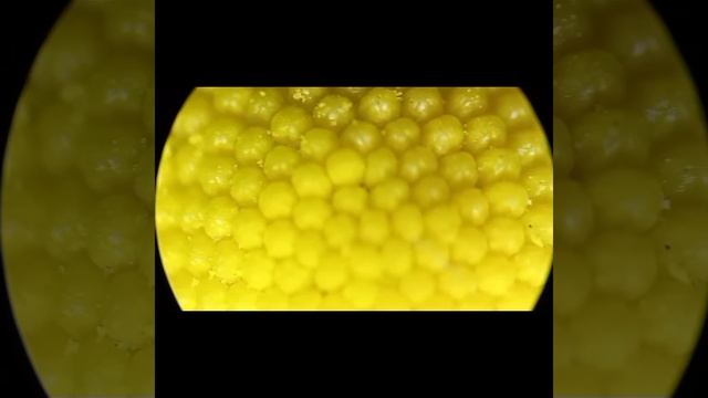 Интересные Факты О Ромашке | Под Микроскопом #youtubevideo #underthemicroscope #microworld