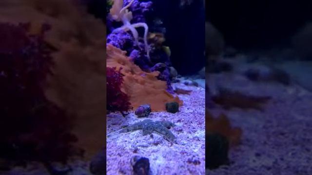 Time lapse linckia starfish2 смотреть онлайн