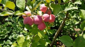 Яблоня Серебряное копытце. Очень зимостойкий сорт Свердловской опытной станции.