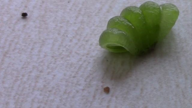 Бальзамин уоллера. Семена выстрелили! смотреть онлайн