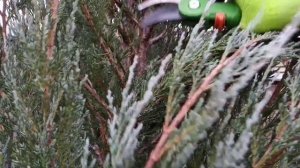 Формирующая обрезка скального можжевельника Блю Эрроу