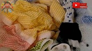 Как избавить кухонные тряпки и полотенца от неприятного запаха!