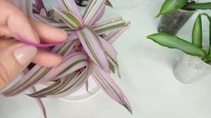 Комнатные цветы/ Традесканции/ 19 сортов!!!