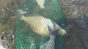 ПОВОДКИ на ЛЕЩА которые НЕ ПУТАЮТСЯ! МОИ СЕКРЕТЫ(ВАЖНОЕ) В ЛОВЛЕ ЛЕЩА НА ДОНКИ!