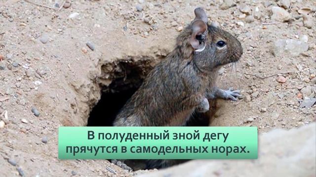 Дегу: Отбрасывает хвост как ящерица и не умеет потеть. Выживает лишь 2% их детей! смотреть онлайн