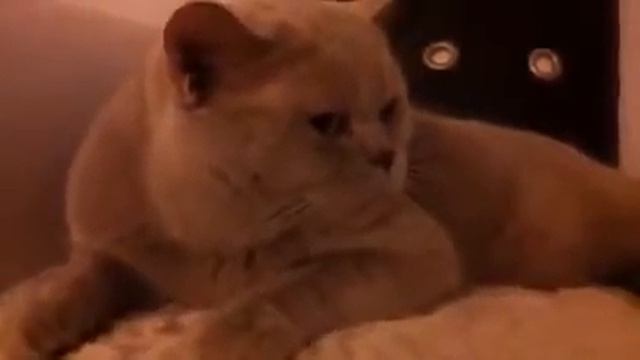 Британец. КОТИК УМЕЕТ РАЗГОВАРИВАТЬ. смотреть онлайн