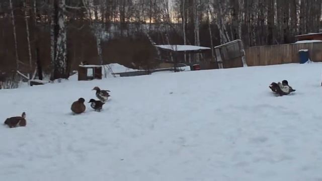 Зимние прогулки домашней птицы в Сибири смотреть онлайн