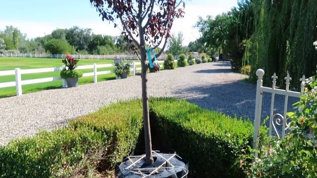 Planting A Thundercloud Plum Tree! ??// Garden Answer