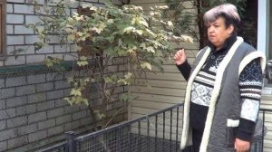 Садоводство. Калина. ПРАВИЛА УХОДА ЗА КАЛИНОЙ . Топ-20 самых лучших кустарников для сада