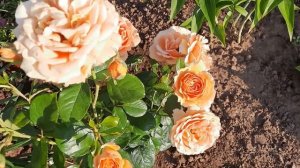 Новинка в саду роза Ашрам.