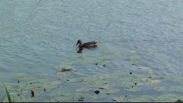 ВЫПУСК НОВОЙ ПАРТИИ ЧАЕК НА ВОЛЮ смотреть онлайн