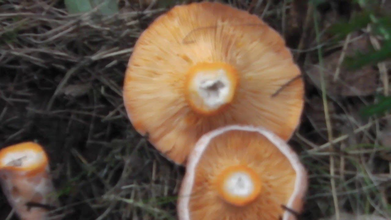 ТИХАЯ ОХОТА . СОБИРАЕМ ГРИБЫ ПРАВИЛЬНО смотреть онлайн