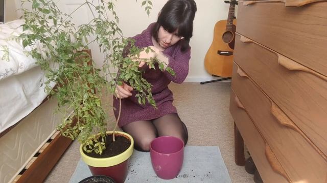 China Doll Plant Gets A Lockdown Haircut | Houseplant Update смотреть онлайн