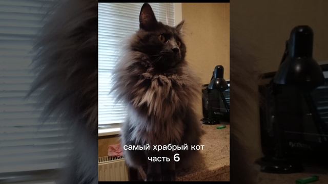 Самый храбрый кот. Презентация шестой части. смотреть онлайн
