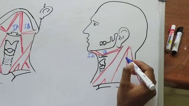 LEVELS OF NECK NODES смотреть онлайн