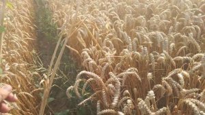 Озимая пшеница 2022.Норма высева 1 млн/га (36 кг).Уборка.